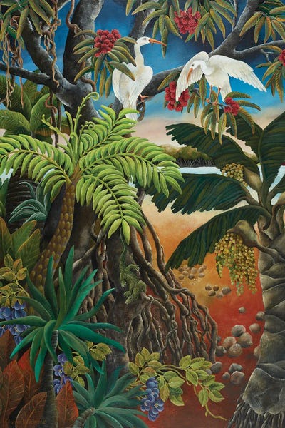 Jungles: Mangrove Country by Johanna Hildebrandt