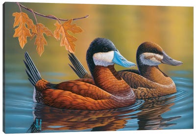 Stiff-Tailed Ruddy Ducks Canvas Art Print - Photorealism Art