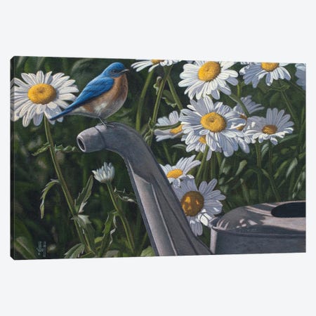 Bluebird & Daisies Canvas Print #JHO5} by Jeffrey Hoff Art Print