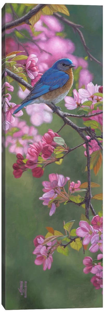 Bluebird & Pink Blossoms Canvas Art Print - Jeffrey Hoff