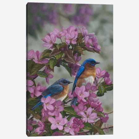 Bluebirds & Spring Blossoms Canvas Print #JHO7} by Jeffrey Hoff Art Print