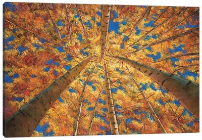 Ascension Canvas Art Print - Aspen Tree Art