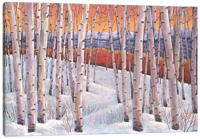 Winters Dream Canvas Art Print - Aspen and Birch Trees