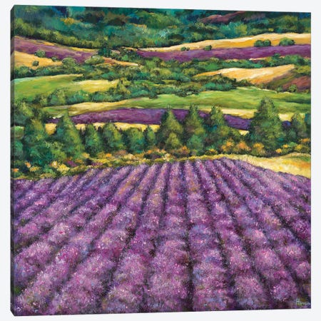 Tuscan Lavender Canvas Print #JHR91} by Johnathan Harris Canvas Artwork