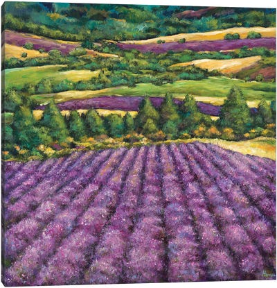 Tuscan Lavender Canvas Art Print - Johnathan Harris