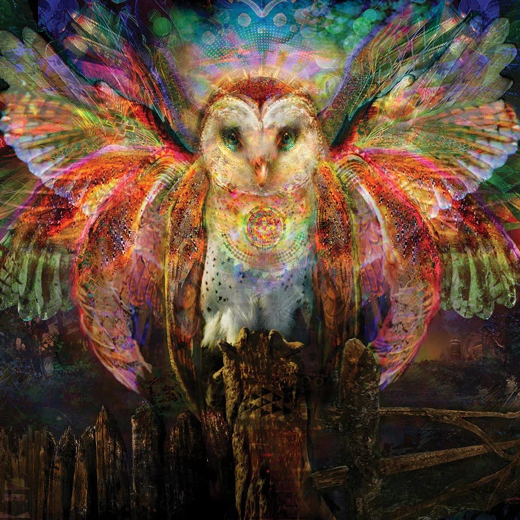 Owl by Jumbie wall art