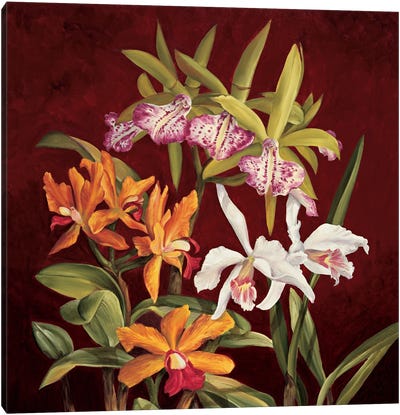 Orchid Trio II Canvas Art Print