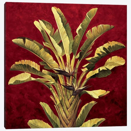 Traveler's Palm Canvas Print #JIM19} by Rodolfo Jimenez Canvas Art