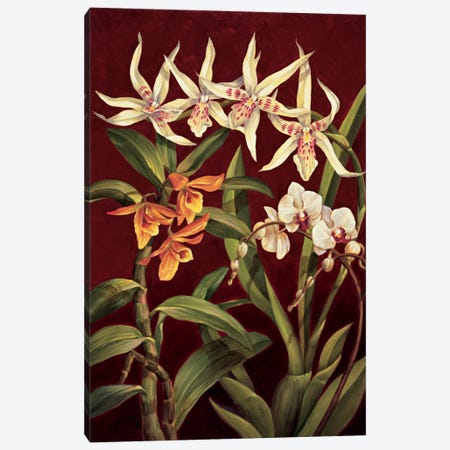 Orchid Trio I Canvas Print #JIM9} by Rodolfo Jimenez Canvas Art Print