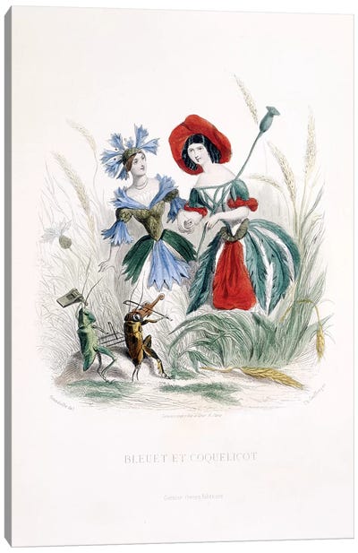 Cornflower & Poppy (Bleuet et Coquelicot) Canvas Art Print
