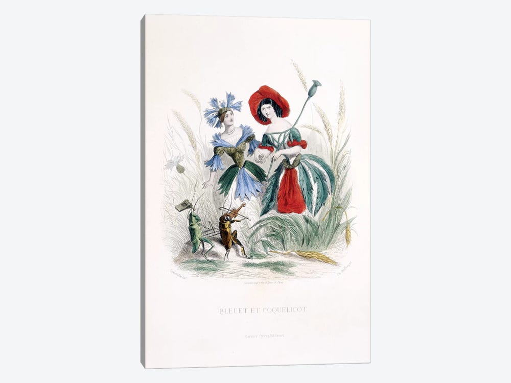 Cornflower & Poppy (Bleuet et Coquelicot) by J.J. Grandville 1-piece Art Print
