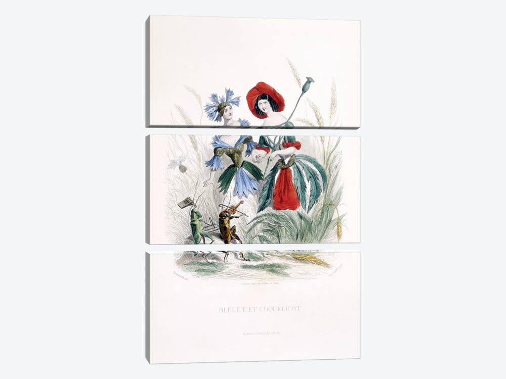 Cornflower & Poppy (Bleuet et Coquelicot) by J.J. Grandville 3-piece Art Print