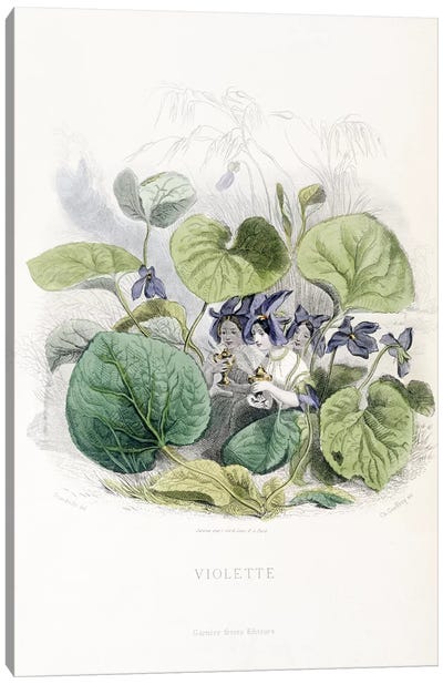 Viola (Violette) Canvas Art Print