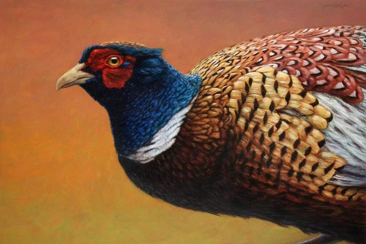 Pheasant by James W. Johnson wall art