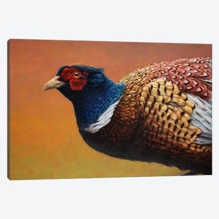 Pheasant Canvas Print #JJN32} by James W. Johnson Art Print