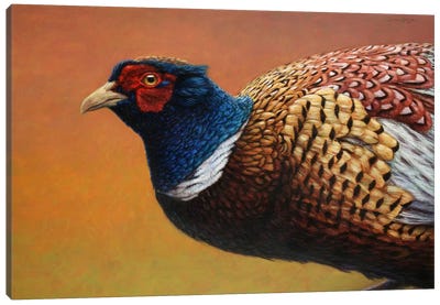Pheasant Canvas Art Print - James W Johnson