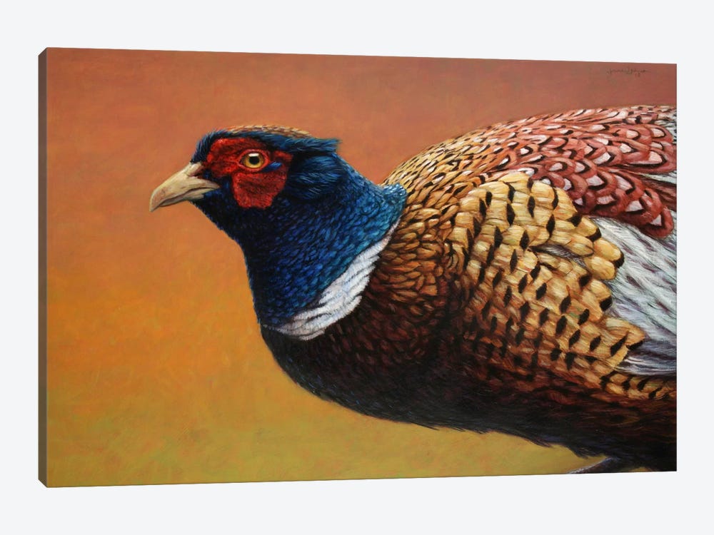 Pheasant by James W. Johnson 1-piece Canvas Art