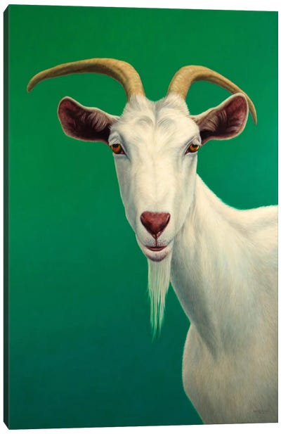 Portrait of A Goat Canvas Art Print - James W Johnson