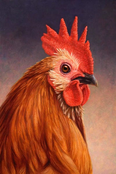 Rooster