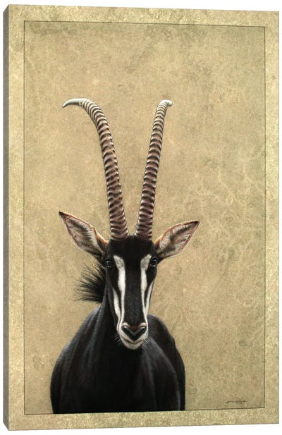 Sable Canvas Art Print - Antelopes