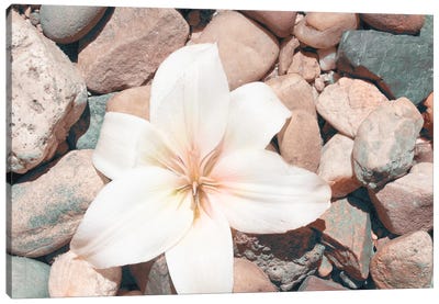 Pebble Beach I Canvas Art Print - Floral Close-Up Art