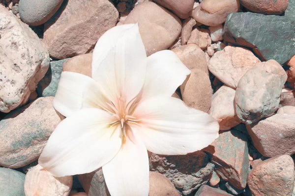 Still Life Photography: Pebble Beach I by Jason Johnson