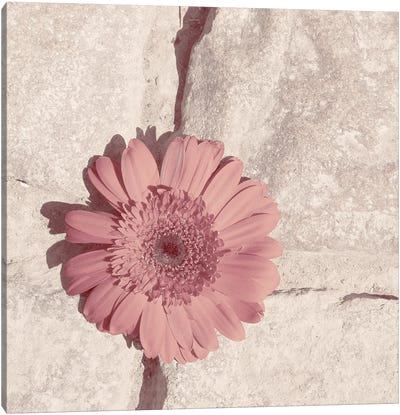 Stone Blossom I Canvas Art Print