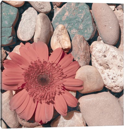 Stone Crop I Canvas Art Print - Coral in Focus 