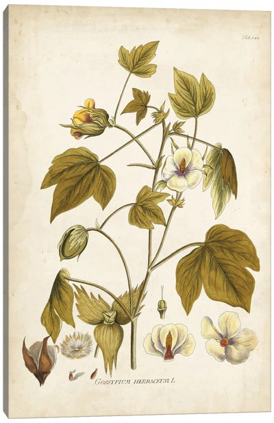 Elegant Botanical I Canvas Art Print