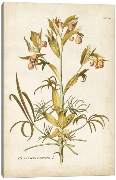 Elegant Botanical II Canvas Art Print