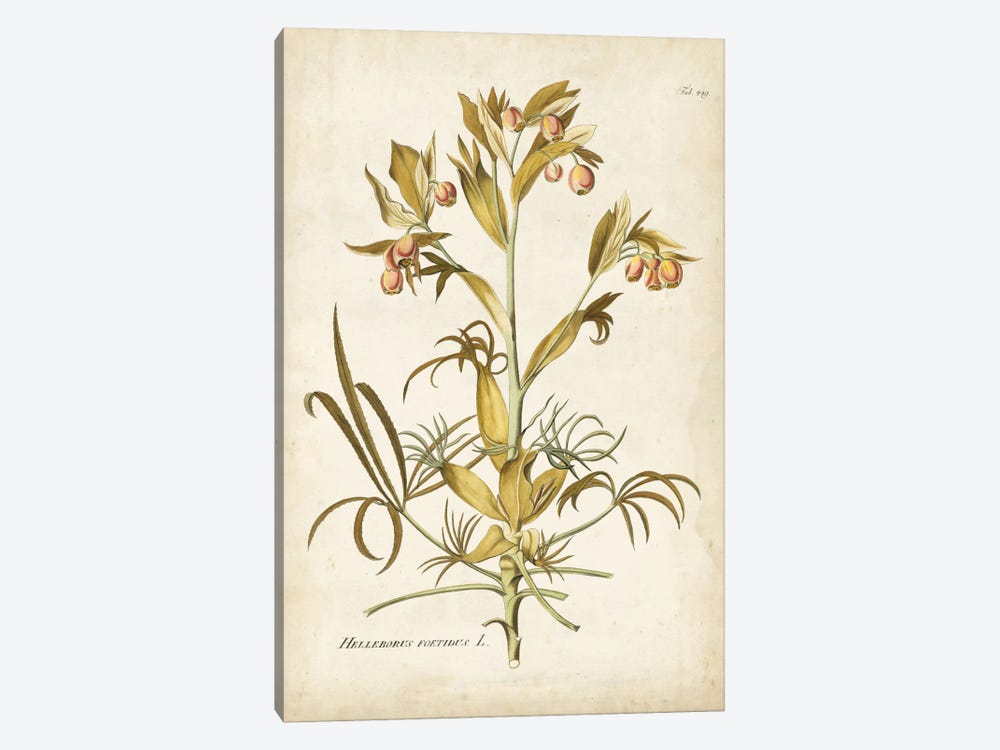Elegant Botanical II by J.J. Plenck 1-piece Canvas Art