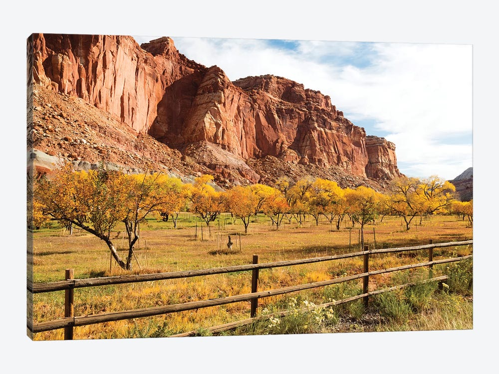 Mormon Pioneer Fruit Orchard Along Waterpocket Fold, Capitol Reef National Park, Utah, USA by Jamie & Judy Wild 1-piece Canvas Print