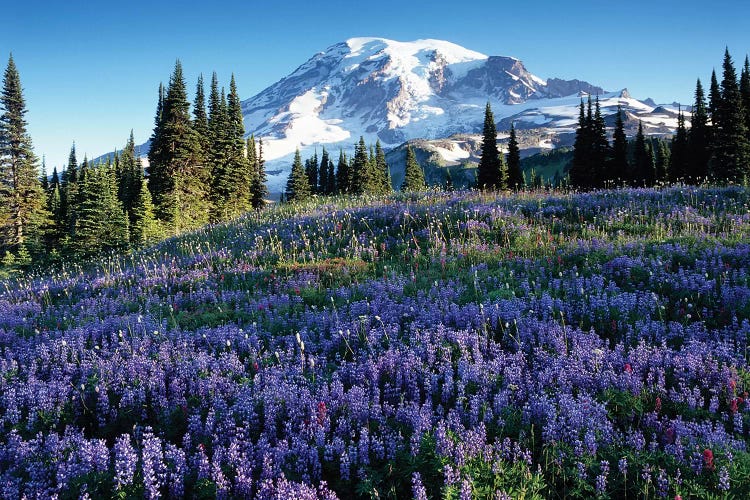 Snow-Covered Mount Rainier With A Wildflower Field In The Foreground, Mount Rainier National Park, Washington, USA