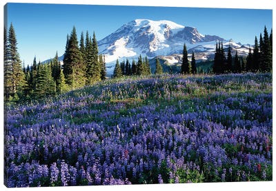 Snow-Covered Mount Rainier With A Wildflower Field In The Foreground, Mount Rainier National Park, Washington, USA Canvas Art Print - Evergreen Tree Art