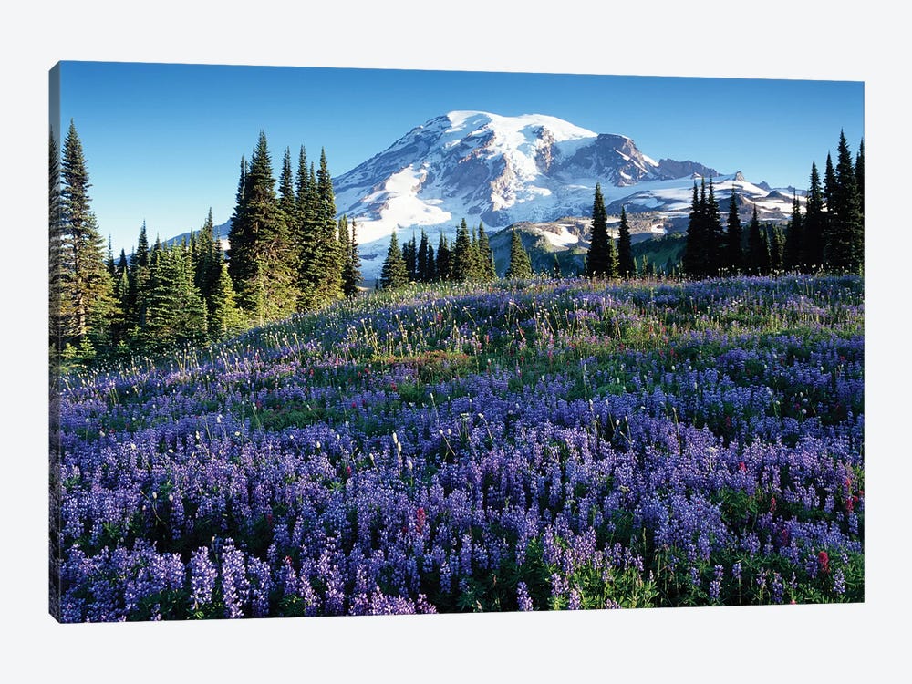 Snow-Covered Mount Rainier With A Wildflower Field In The Foreground, Mount Rainier National Park, Washington, USA 1-piece Canvas Wall Art
