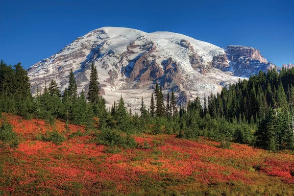 Snow-Covered Mount Rainier Behind An Autumn Landscape, Mount Rainier National Park, Washington, USA