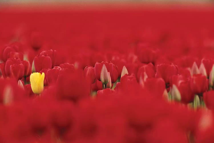 Lone Yellow Tulip In A Sea Of Red Tulips, Skagit Valley, Washington, USA