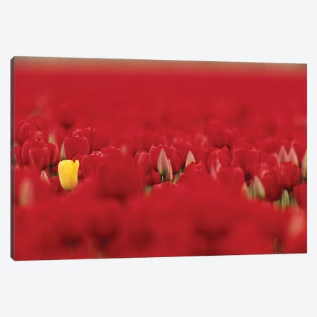 Lone Yellow Tulip In A Sea Of Red Tulips, Skagit Valley, Washington, USA Canvas Print #JJW19} by Jamie & Judy Wild Canvas Artwork