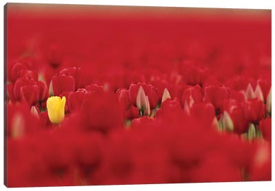 Lone Yellow Tulip In A Sea Of Red Tulips, Skagit Valley, Washington, USA Canvas Art Print - Jamie & Judy Wild