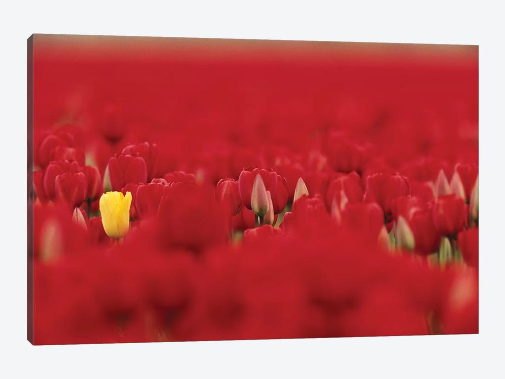 Lone Yellow Tulip In A Sea Of Red Tulips, Skagit Valley, Washington, USA by Jamie & Judy Wild 1-piece Canvas Art
