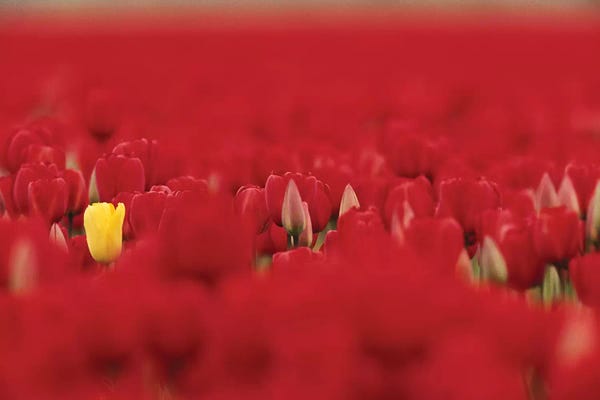 Tulips: Lone Yellow Tulip In A Sea Of Red Tulips, Skagit Valley, Washington, USA by Jamie & Judy Wild