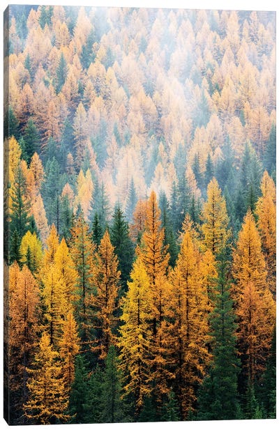Montana, Lolo National Forest, golden larch trees in fog I Canvas Art Print - Montana Art