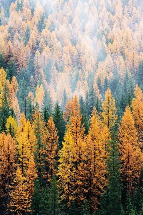 Montana, Lolo National Forest, golden larch trees in fog I