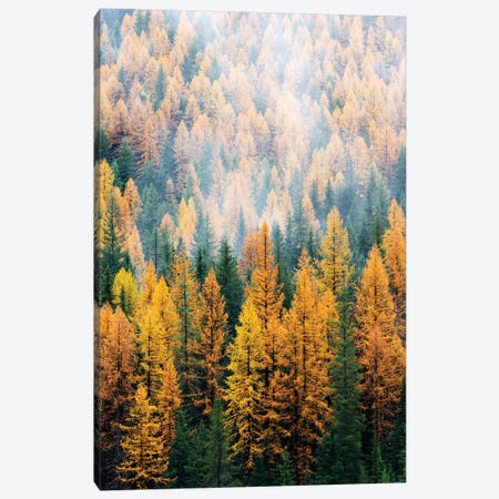Montana, Lolo National Forest, golden larch trees in fog I Canvas Print #JJW29} by Jamie & Judy Wild Canvas Art Print
