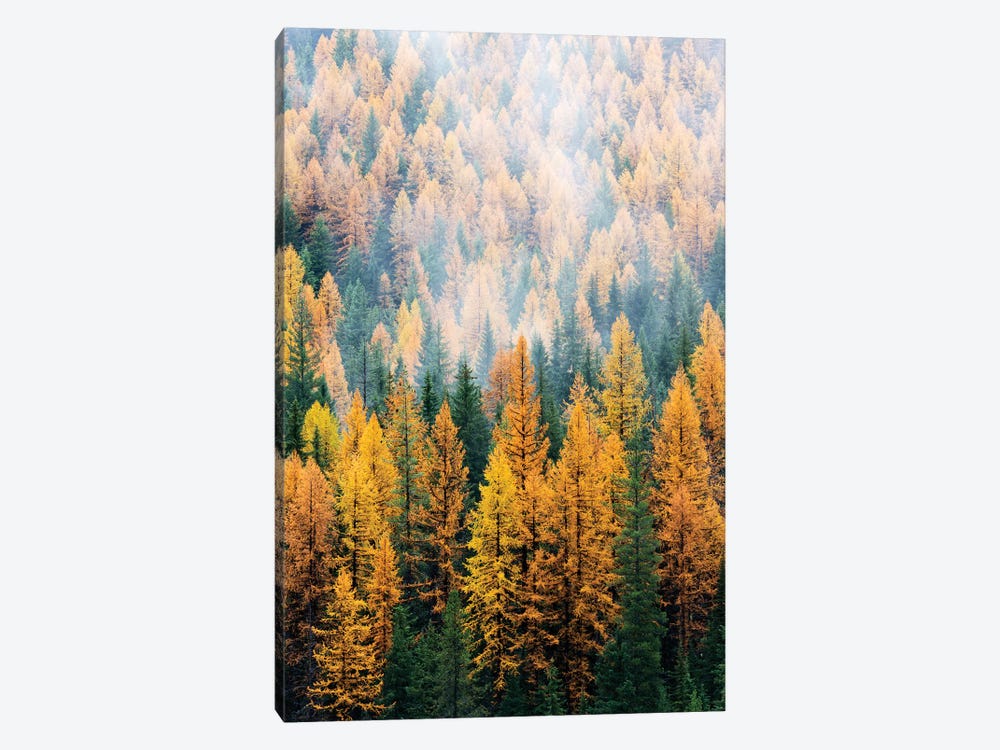 Montana, Lolo National Forest, golden larch trees in fog I by Jamie & Judy Wild 1-piece Canvas Print