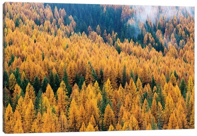 Montana, Lolo National Forest, golden larch trees in fog II Canvas Art Print - Montana Art