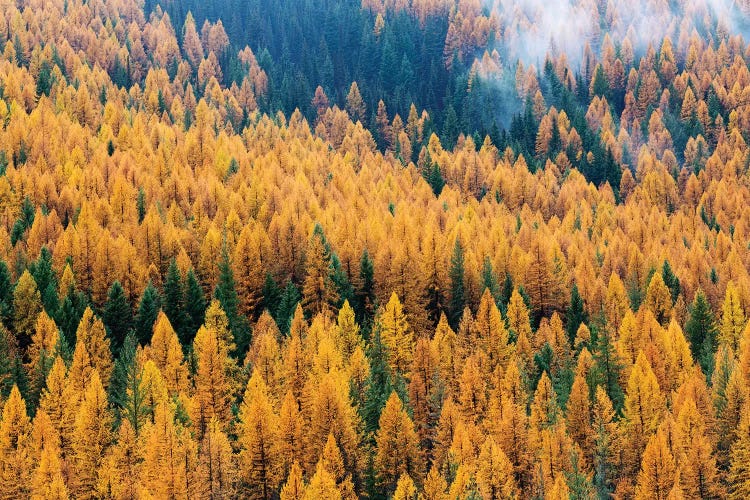 Montana, Lolo National Forest, golden larch trees in fog II