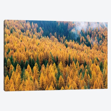 Montana, Lolo National Forest, golden larch trees in fog II Canvas Print #JJW30} by Jamie & Judy Wild Canvas Art