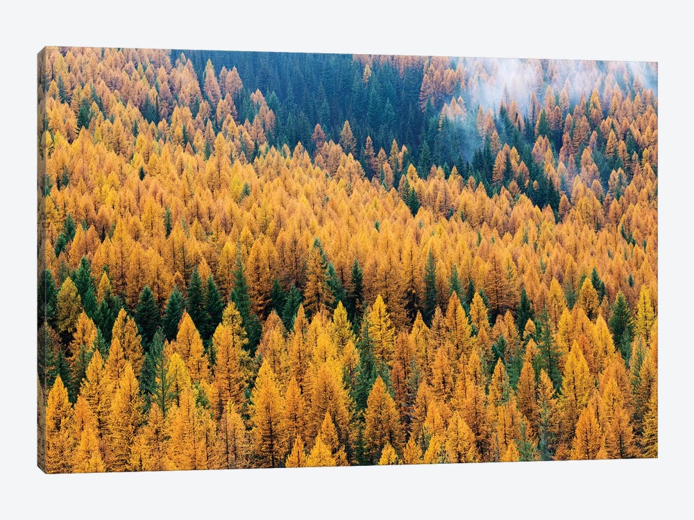 Montana, Lolo National Forest, golden larch trees in fog II by Jamie & Judy Wild 1-piece Canvas Art Print