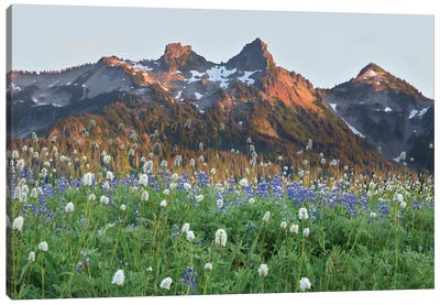 Washington State, Mount Rainier National Park, Tatoosh Range and Wildflowers Canvas Art Print - Mount Rainier Art